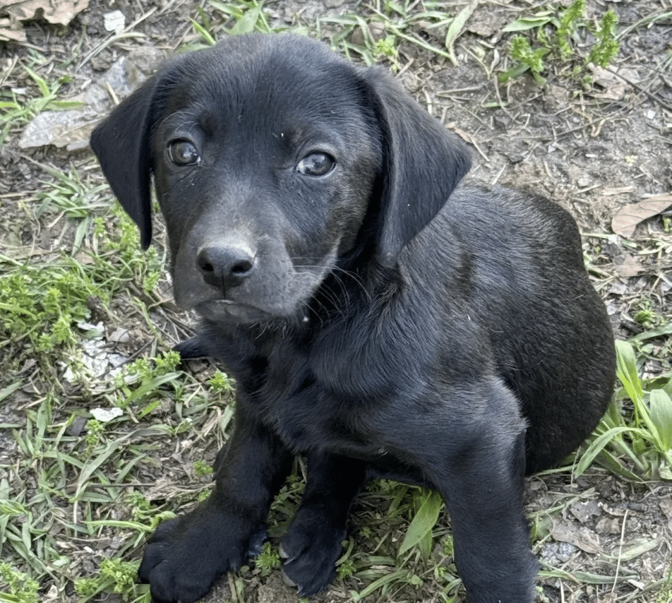 This is Peter, an 8 week old black lab mix availalbe for adoption at GImme Shelter Animal rescue in Sagaponack, NY. He's lying down, on the ground outside, facing the camera.